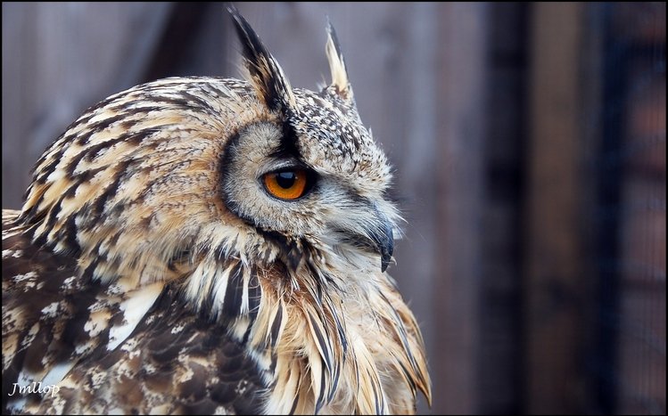 Owl Theme screenshot #2