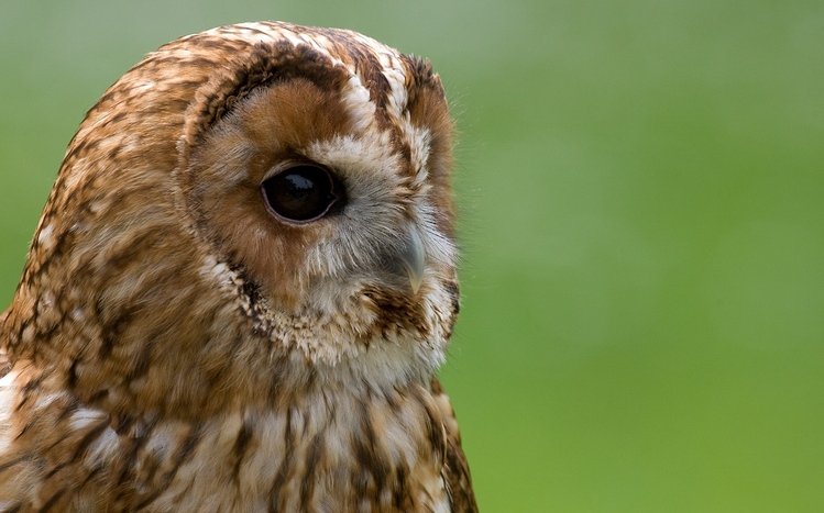 Owl Windows 11/10 Theme - themepack.me