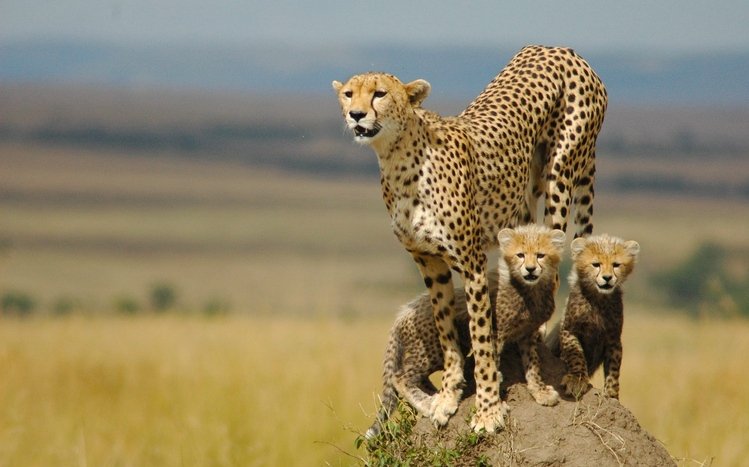 Cheetah Theme screenshot #6