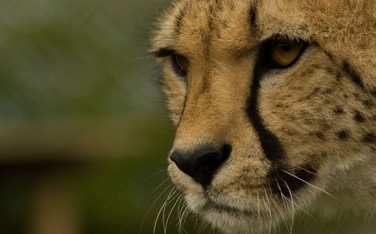 Cheetah Theme screenshot #8