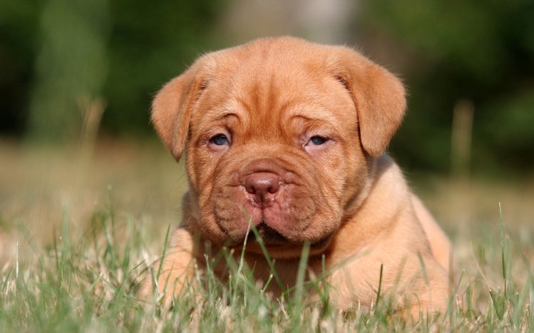 Puppy Theme screenshot #6