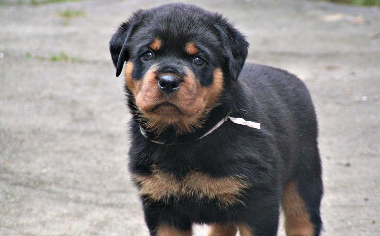 Puppy Theme screenshot #13