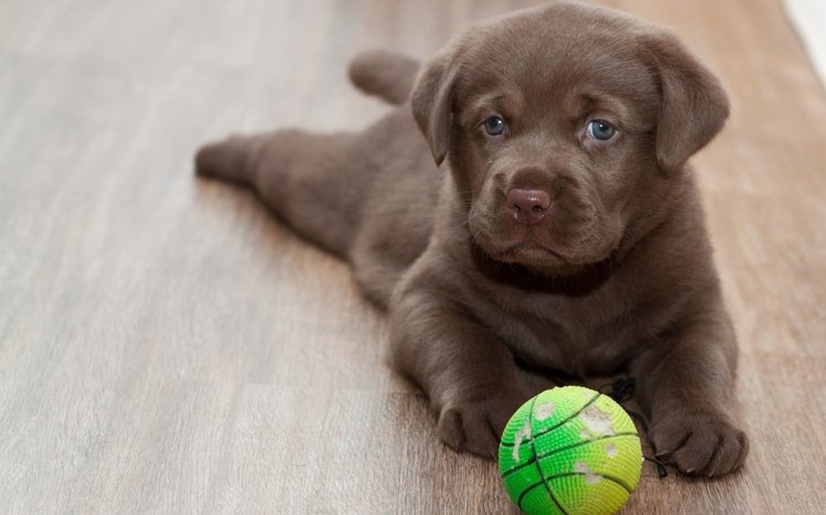 Puppy Theme screenshot #9