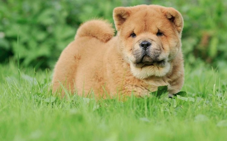 Puppy Theme screenshot #7