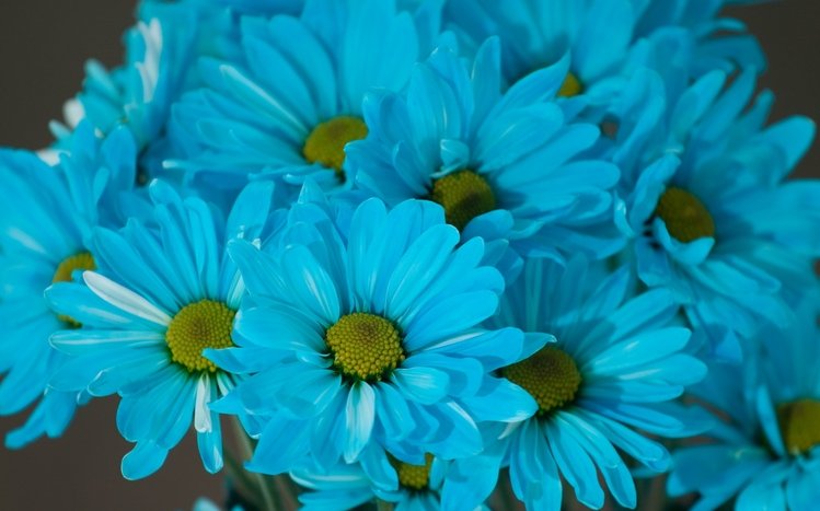 flower themes for windows 7