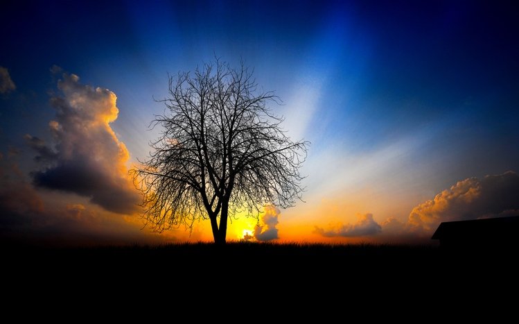 Tree Theme screenshot #15