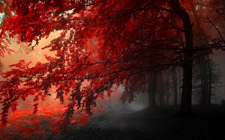 Tree Theme screenshot #7