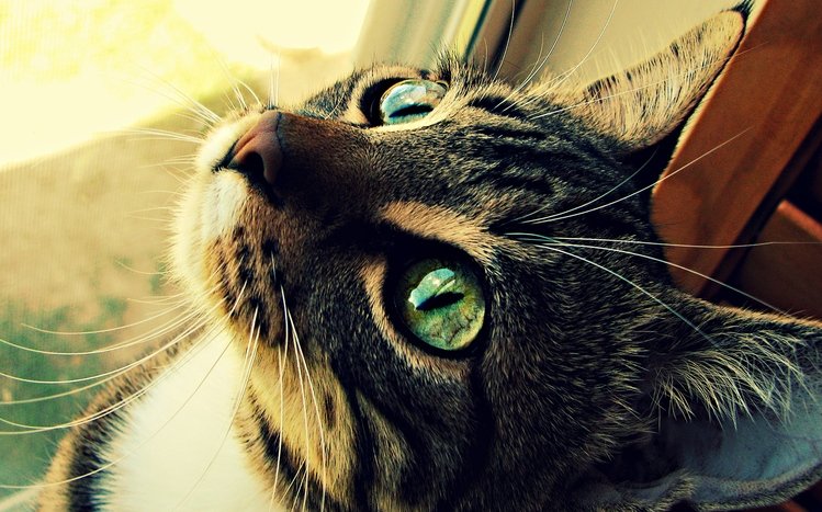 Animal Theme screenshot #13