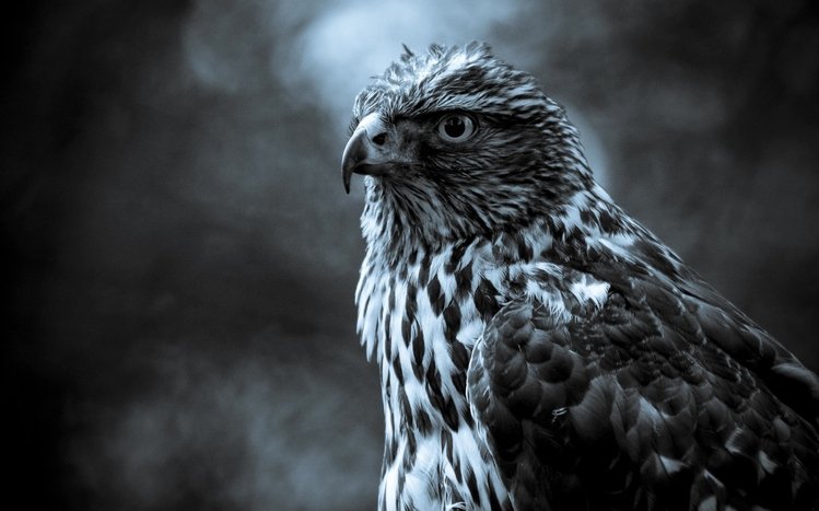 Animal Theme screenshot #4