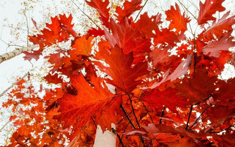 Fall Theme screenshot #4