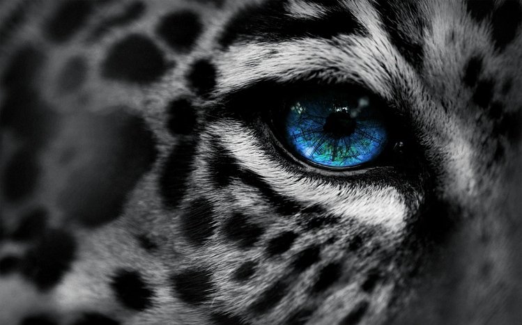 Leopard Theme screenshot #12