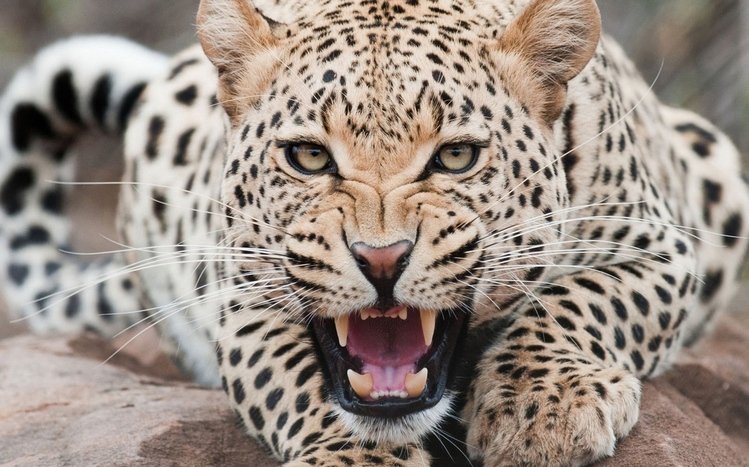 Leopard Theme screenshot #9