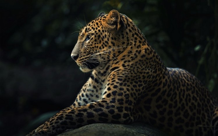 Leopard Theme screenshot #6