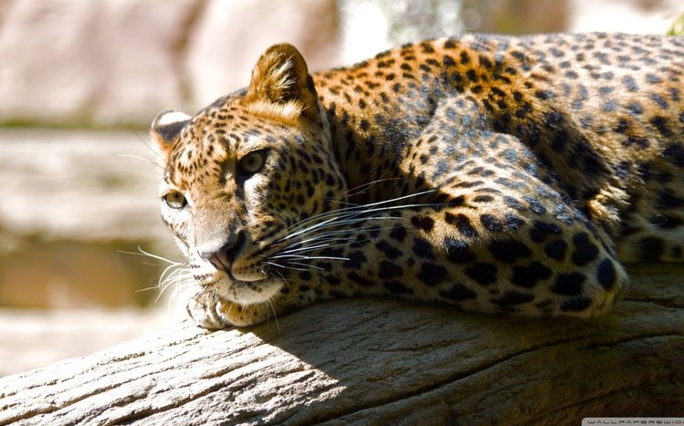 Leopard Theme screenshot #19