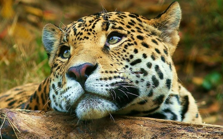 Leopard Theme screenshot #11