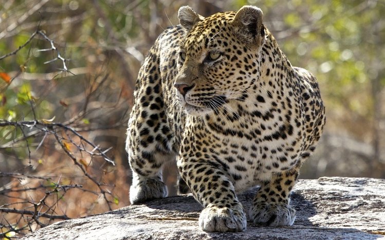 Leopard Theme screenshot #1