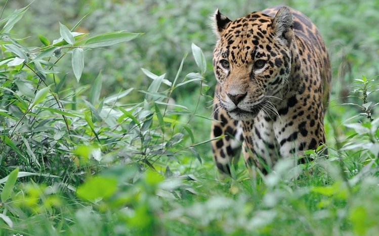 Leopard Theme screenshot #20