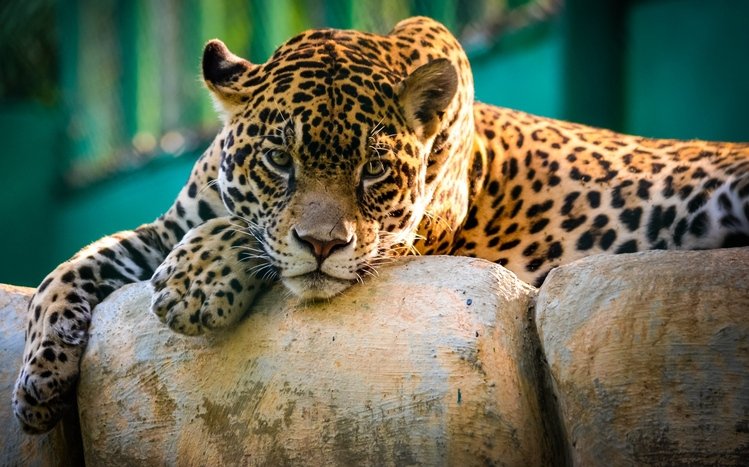 Leopard Theme screenshot #7