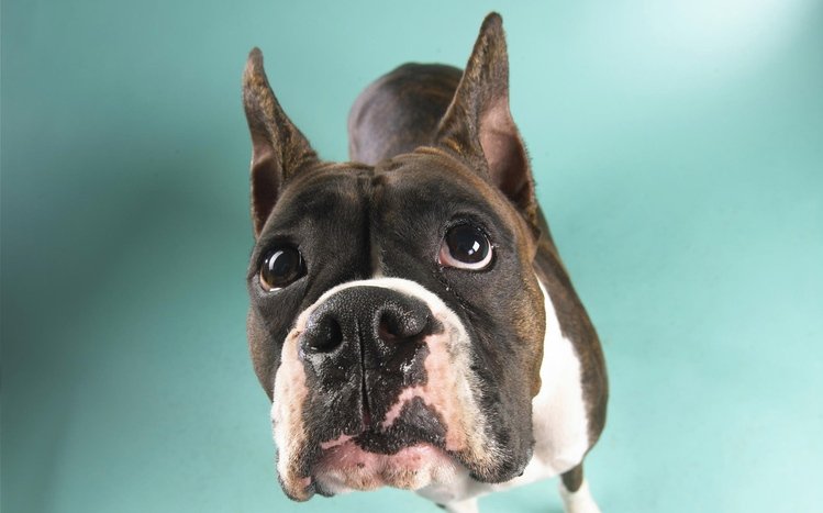 Dog Theme screenshot #12