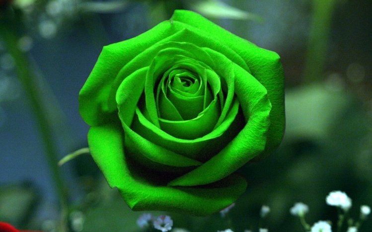 Rose Theme screenshot #9