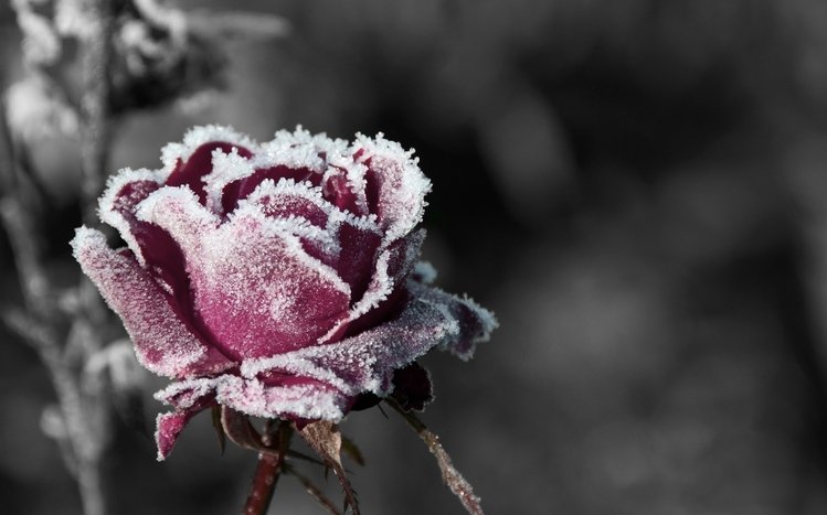 Rose Theme screenshot #7