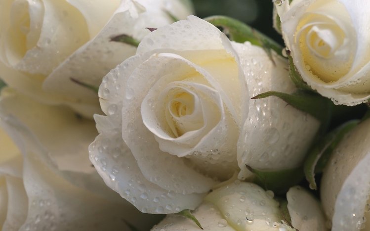 Rose Theme screenshot #5