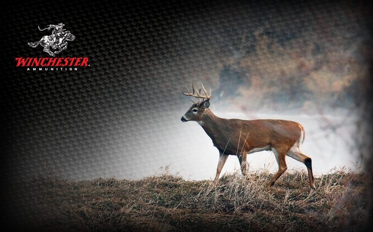 Deer Hunting Wallpaper and Background  Apps  148Apps