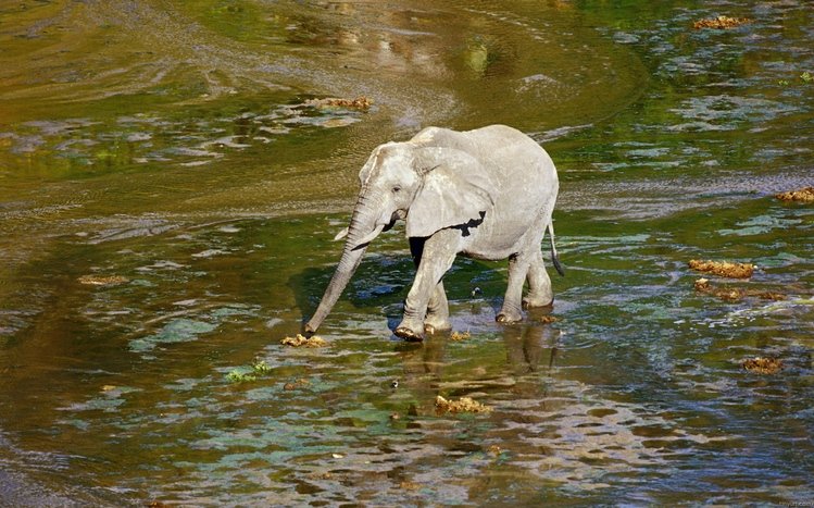 Elephant Theme screenshot #10