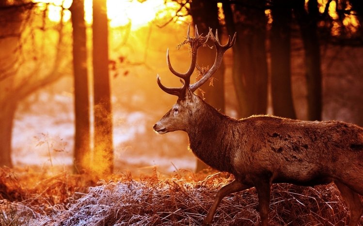 Deer Theme screenshot #11