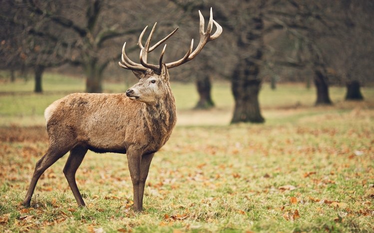 Deer Theme screenshot #9