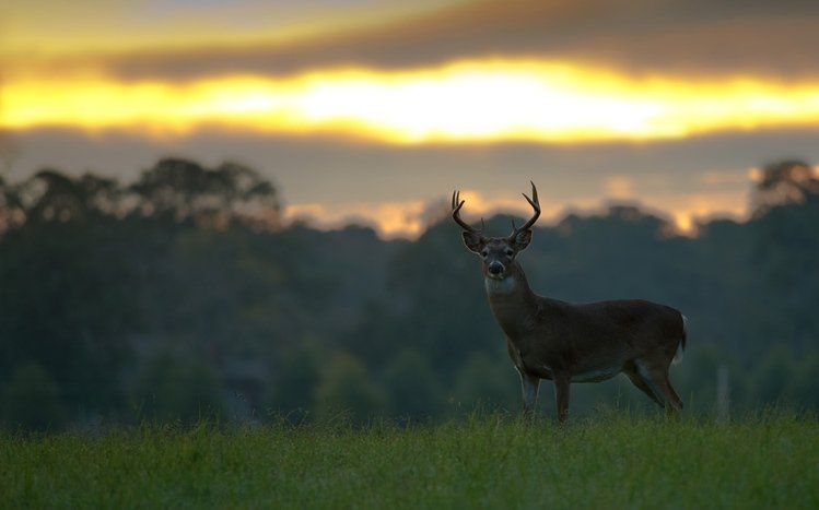 Deer Theme screenshot #17