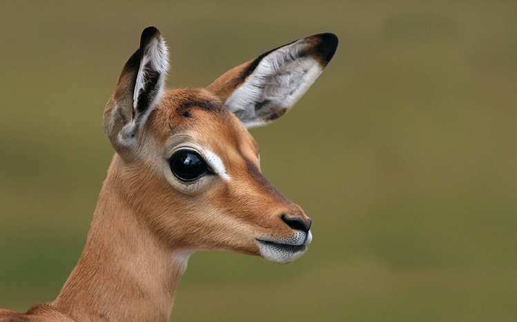 Deer Theme screenshot #14