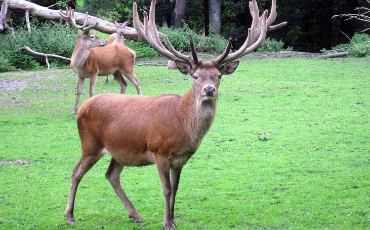 Deer Theme screenshot #2