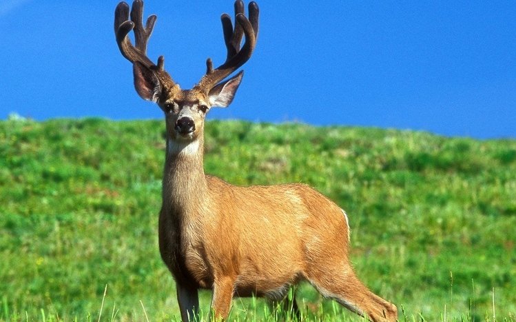 Deer Theme screenshot #3