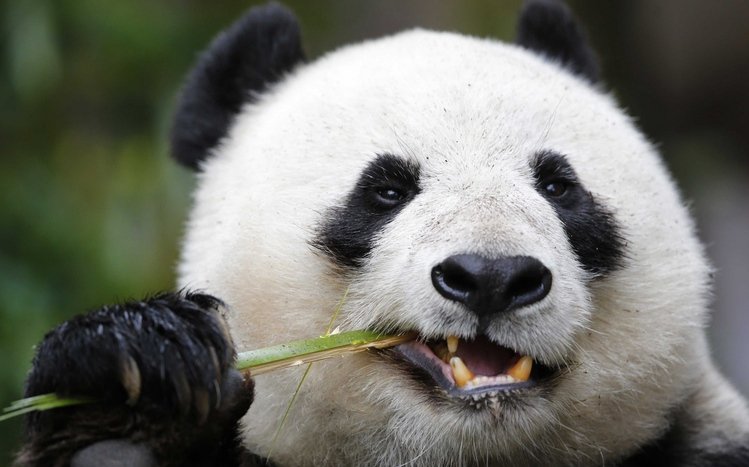 Panda Theme screenshot #11