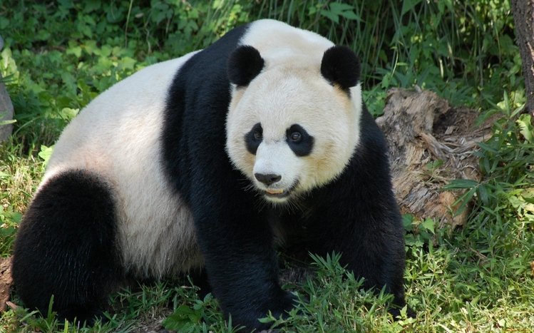 Panda Theme screenshot #3