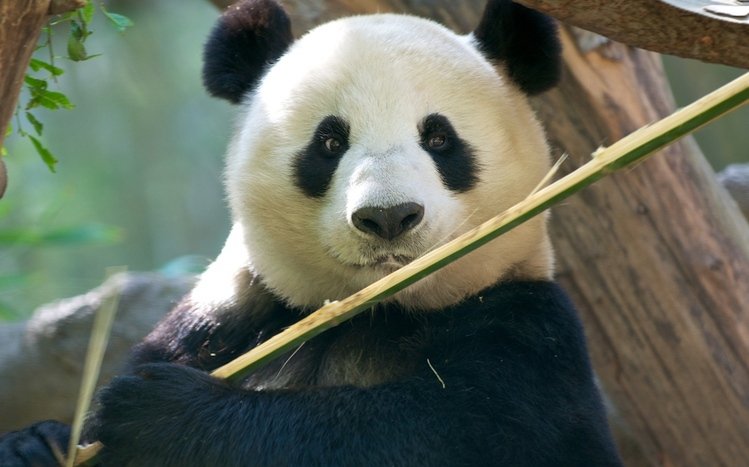 Panda Theme screenshot #8