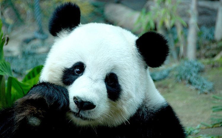 Panda Theme screenshot #4