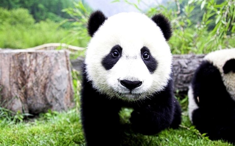 Panda Theme screenshot #5