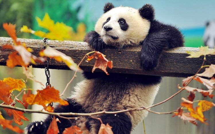 Panda Theme screenshot #9