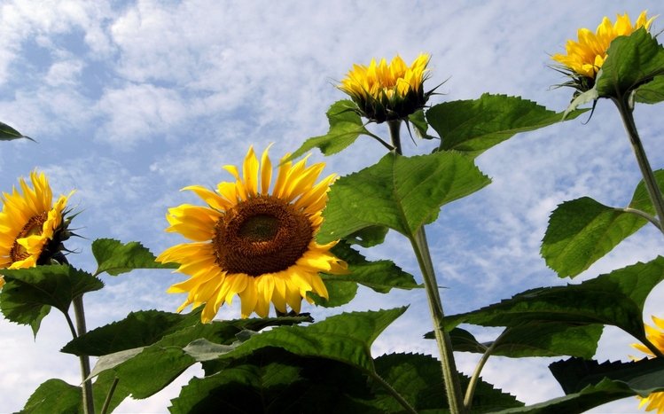 Sunflower Theme screenshot #2
