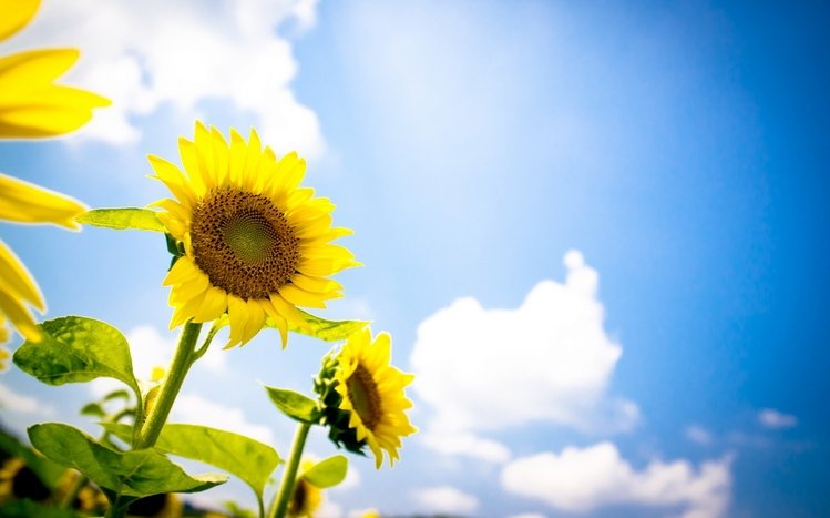 Sunflower Theme screenshot #3