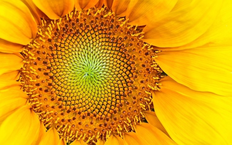 Sunflower Theme screenshot #4