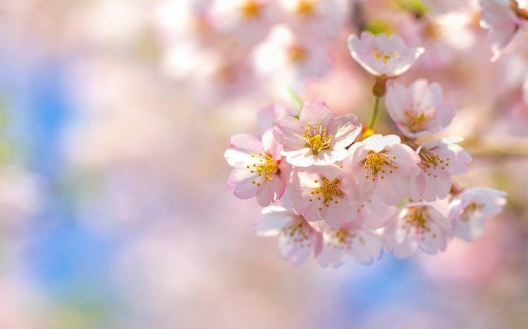 Cherry Blossom Theme screenshot #3