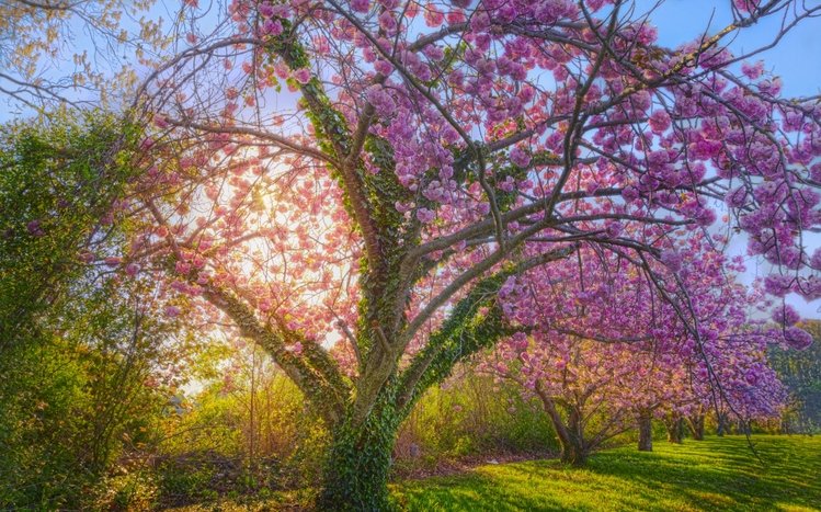 Cherry Blossom Theme screenshot #9