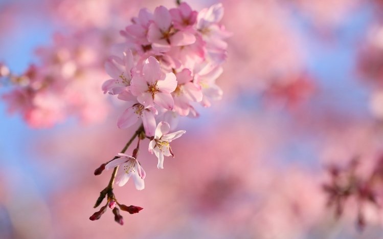 Cherry Blossom Windows 11/10 Theme - themepack.me