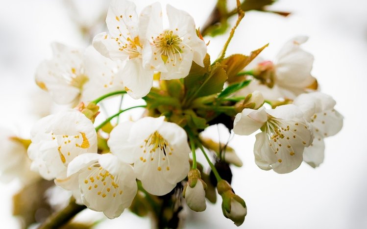 Cherry Blossom Theme screenshot #7