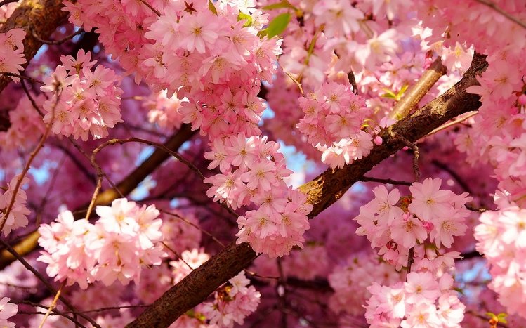 Cherry Blossom Theme screenshot #14