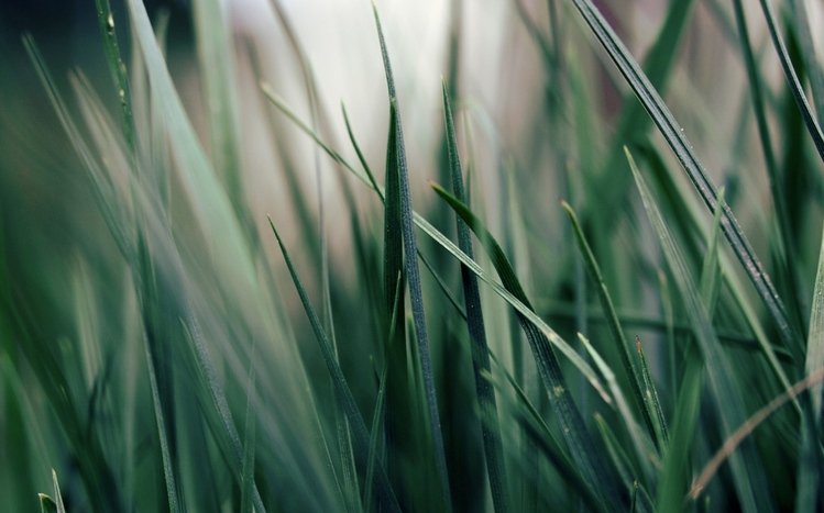 Grass Theme screenshot #2