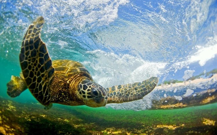 Hawaii Theme screenshot #17